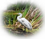 2016 06 11 WildLife MPLS 046